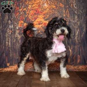 Dakota, Mini Bernedoodle Puppy
